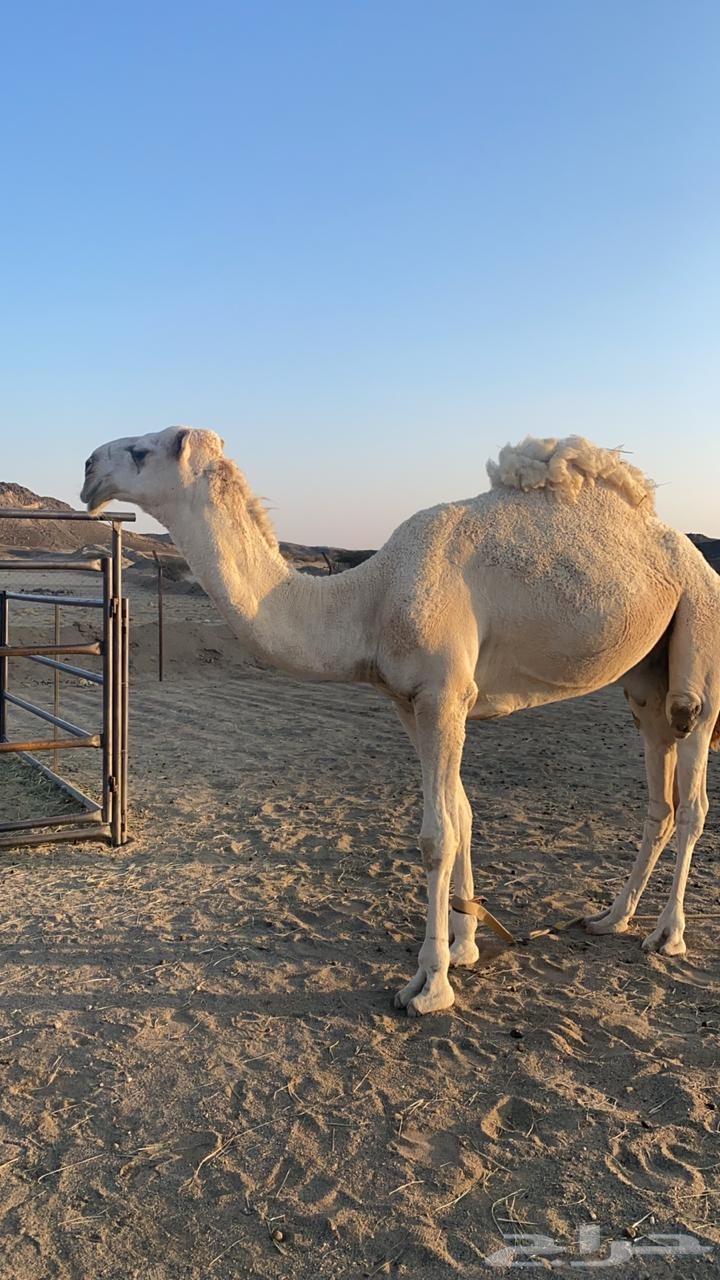 ابل فحول في نجران