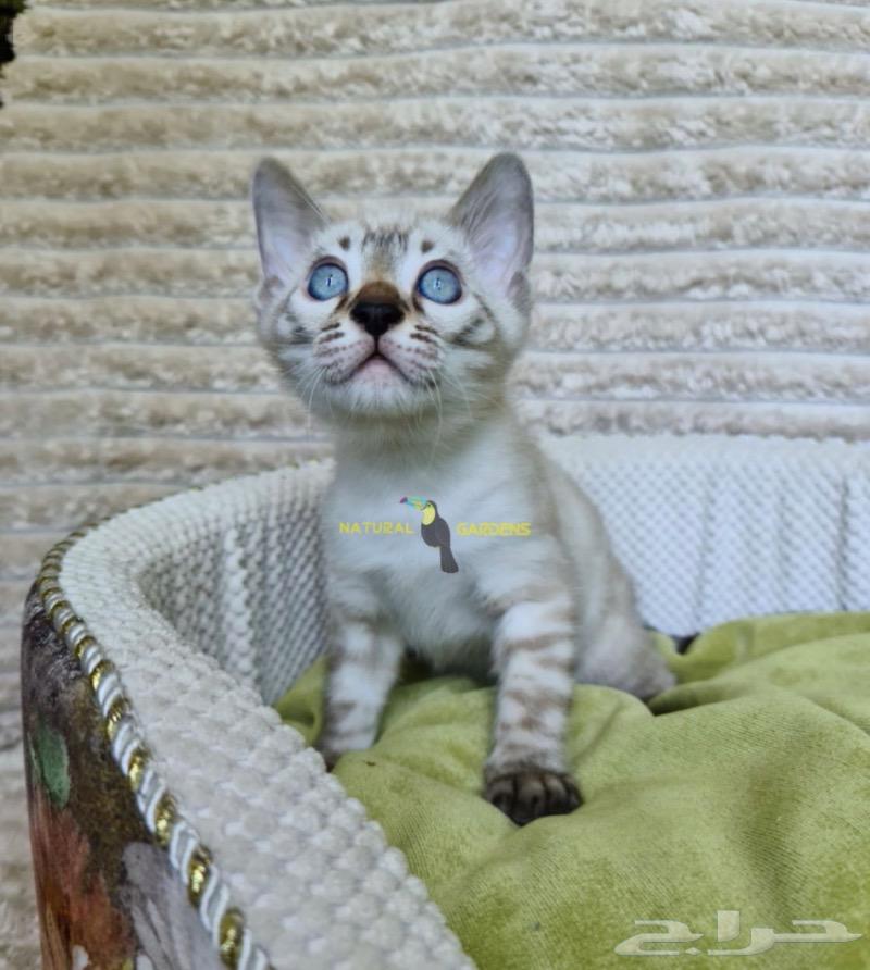قطط البنقال الابيض لعشاق النوادر موقع حراج