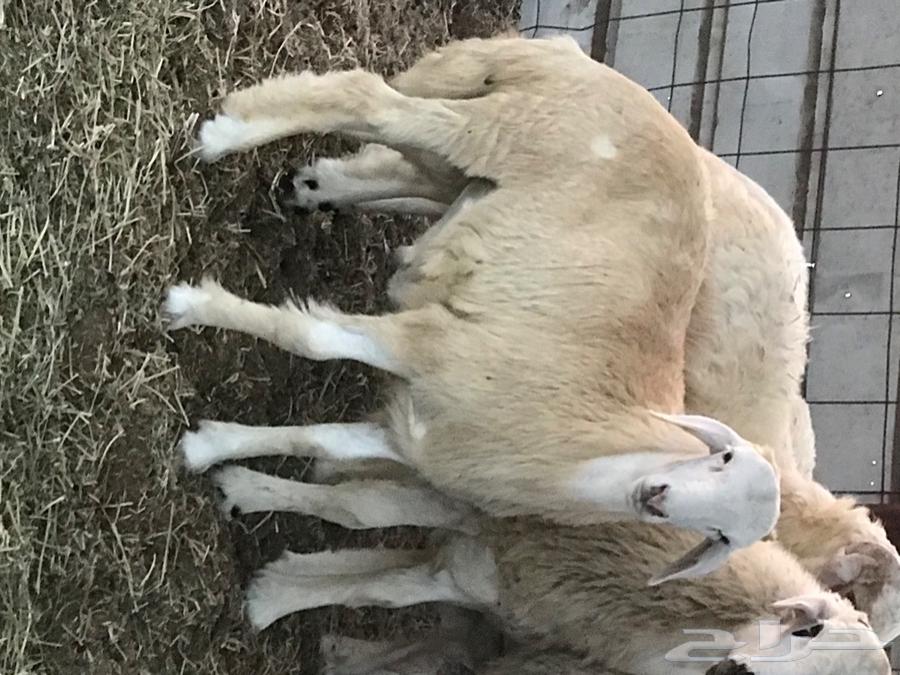 طليان جبره وسمان فل للمناسبات