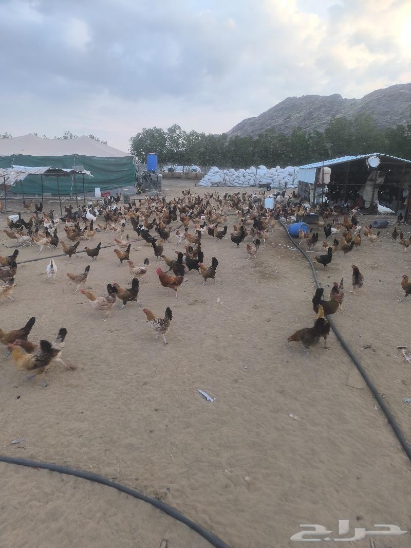 Local chicken63327148733187114