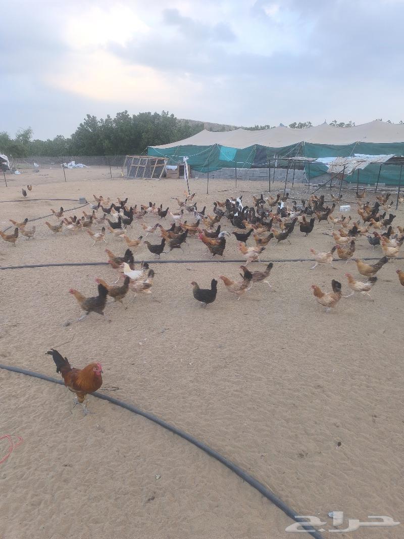 Local chicken63327148733187112