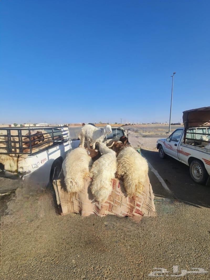 ذبايح63326938692354112