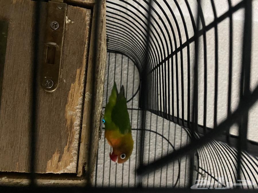 Birds are compressed; delivery is available to the Eastern area only.63326357313283112