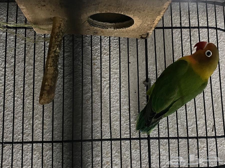 Birds are compressed; delivery is available to the Eastern area only.63326357313283113