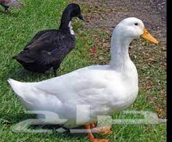 Arnowbi Farms announces, by the grace and success of God, the availability of Peking duck.63324335265537112