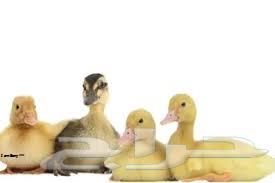 Arnowbi Farms announces, by the grace and success of God, the availability of Peking duck.63324335265537111