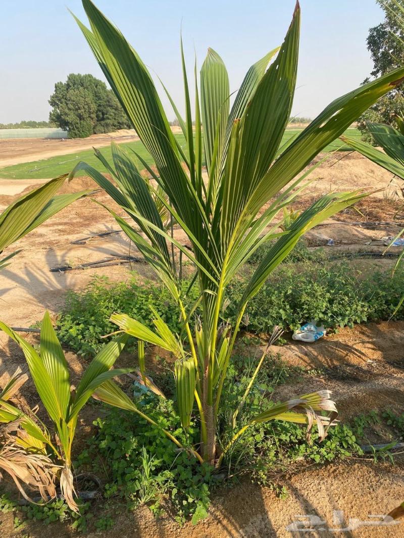 Coconut trees, marble palm trees, and Thai guava seedlings63324493689986110