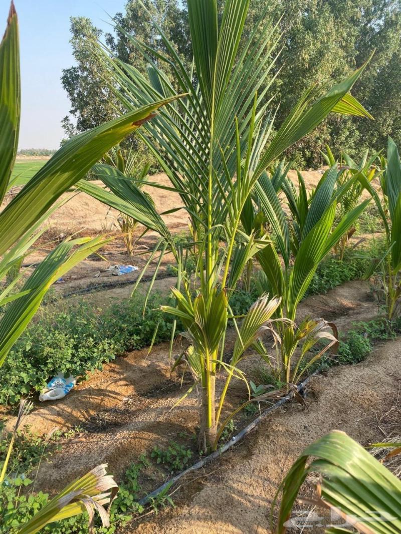 Coconut trees, marble palm trees, and Thai guava seedlings63324493689986111