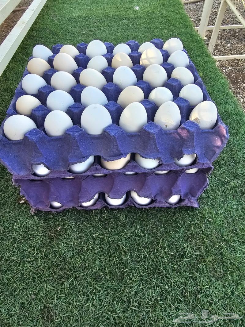 بيض دجاج بلدي63324831300737113