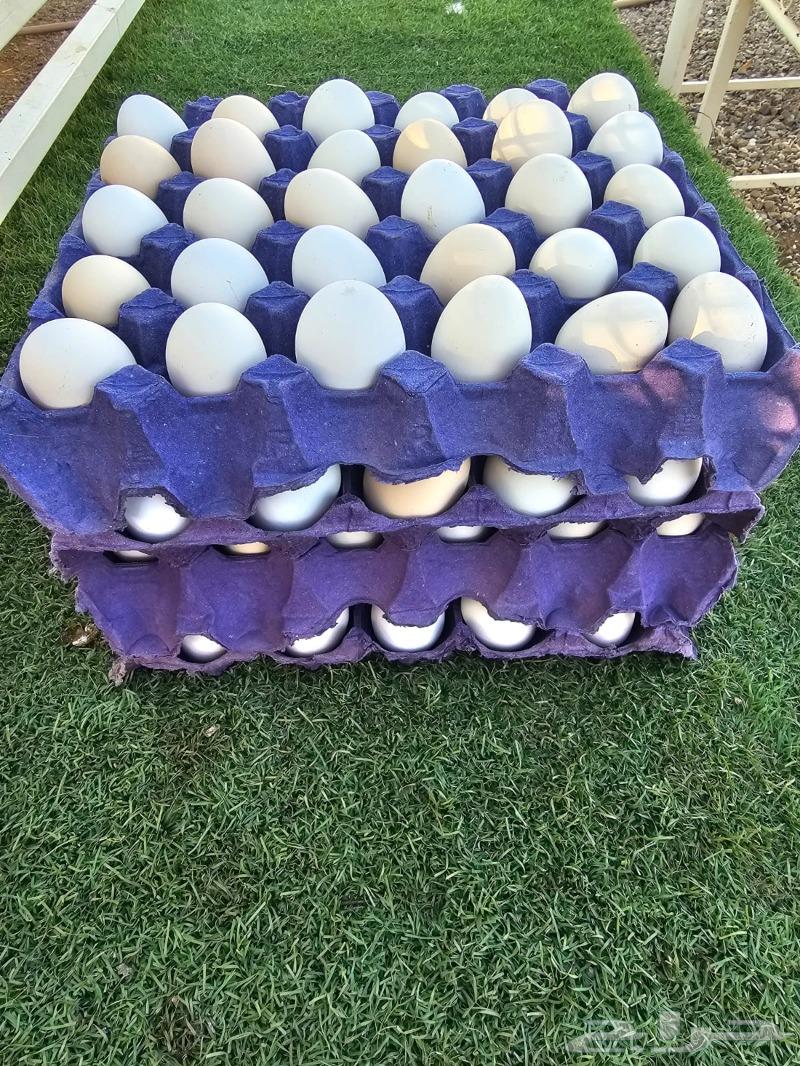 بيض دجاج بلدي63324831300737112