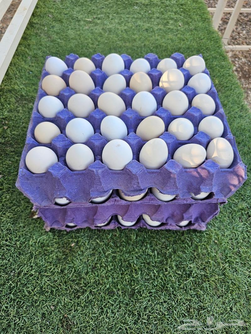 بيض دجاج بلدي63324831300737114