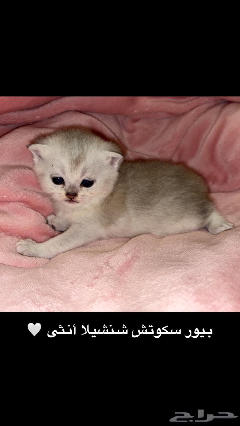 Scotch63323950426883111