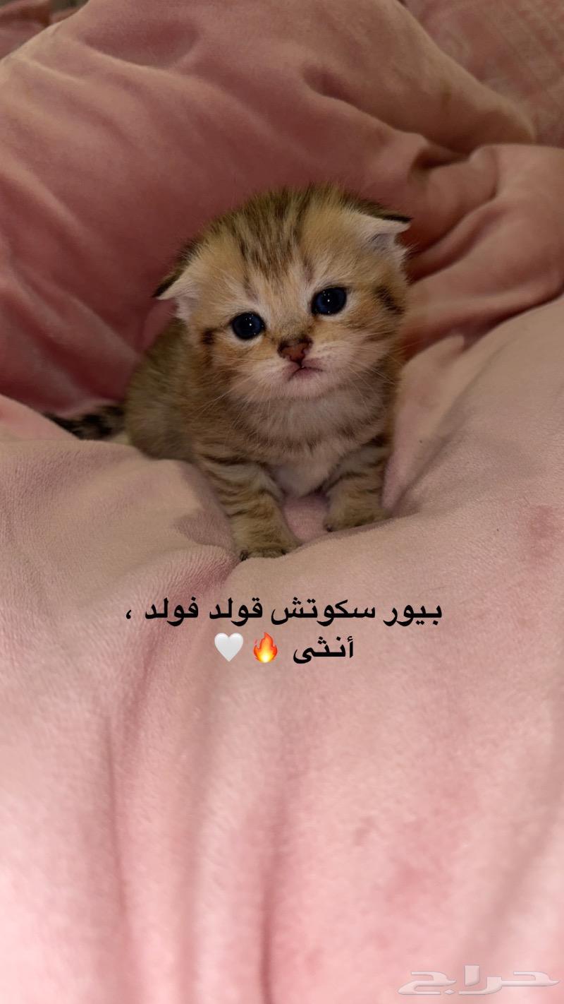 سكوتش633239504268831116