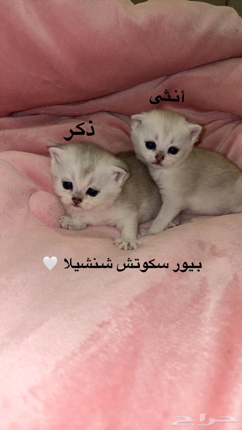 Scotch63323950426883112