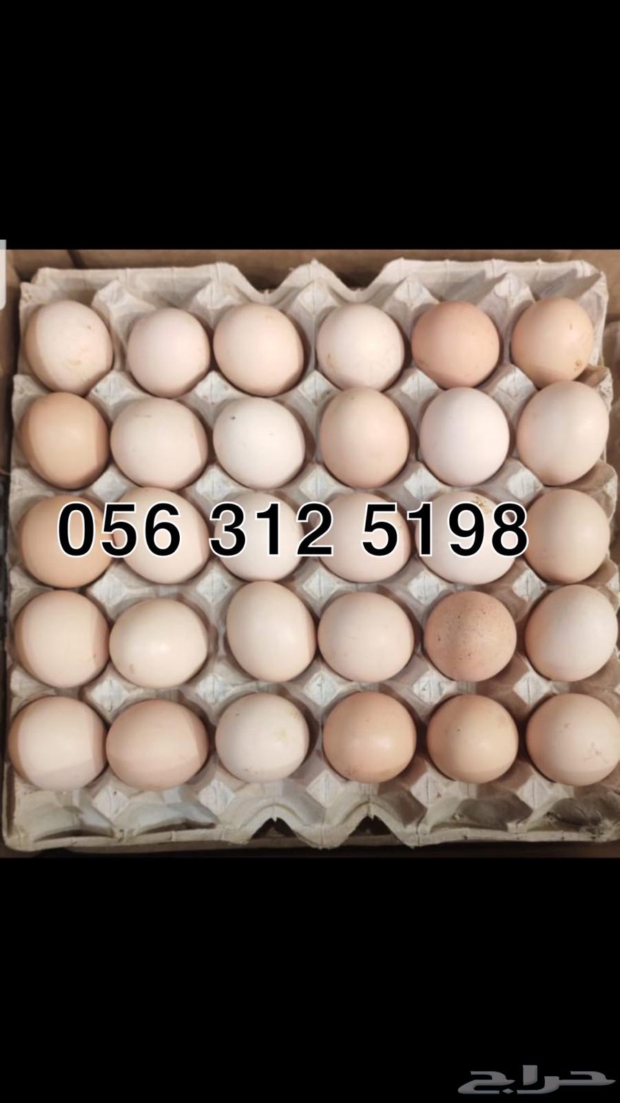 Daily collected, fertile local eggs63324748966530110