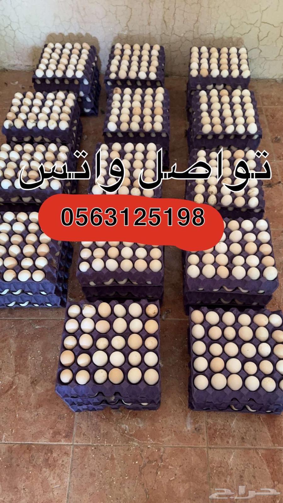 Daily collected, fertile local eggs63324748966530111