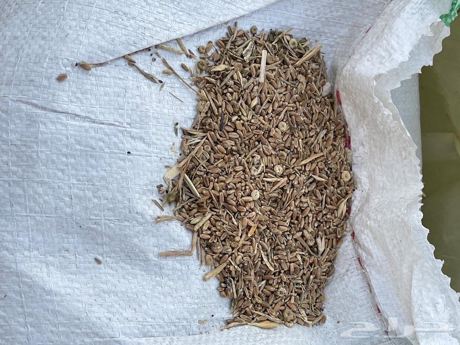 Mixed wheat for sale63324414946819111