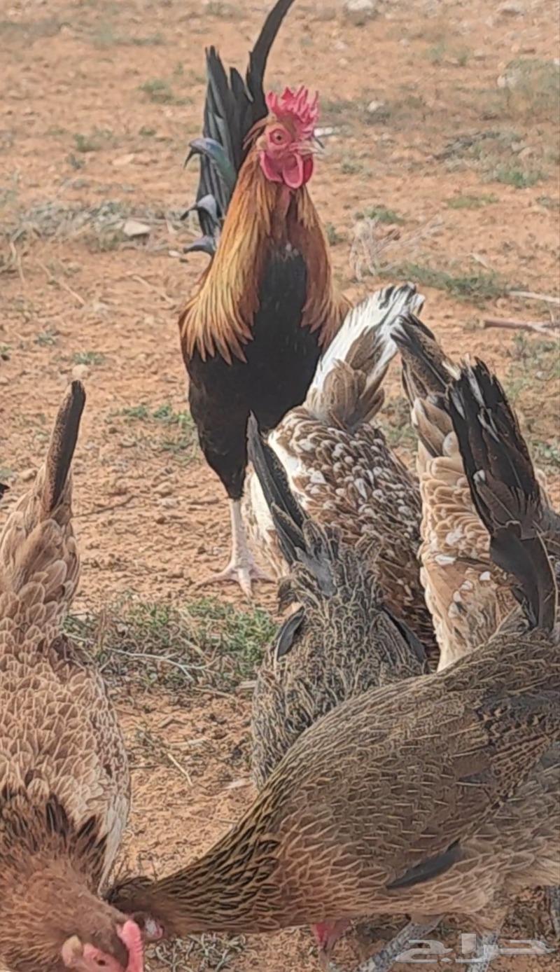 Rare and authentic Arab chicken eggs, a luxurious thing63319884421633110