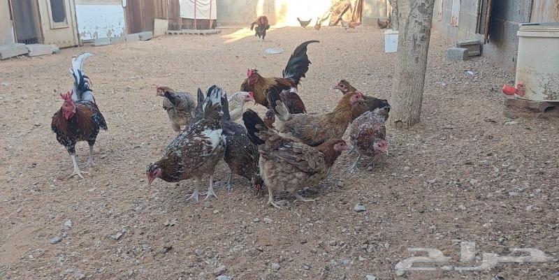 Rare and authentic Arab chicken eggs, a luxurious thing63319884421633112