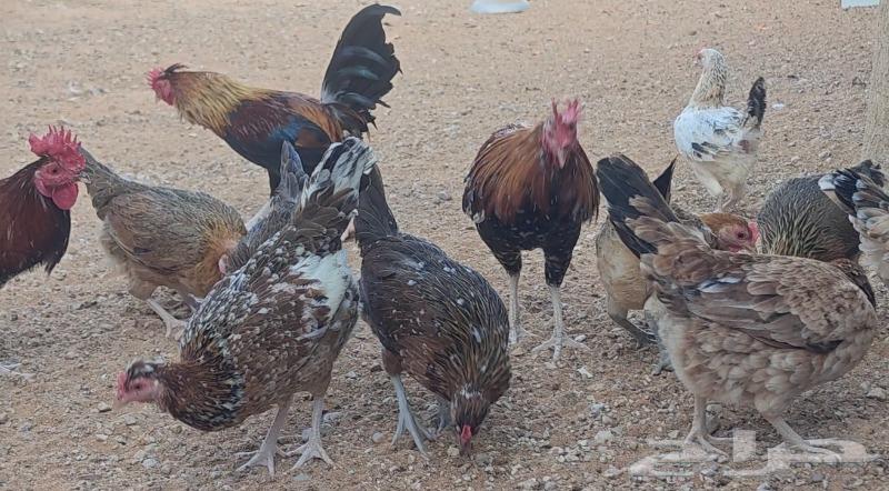 Rare and authentic Arab chicken eggs, a luxurious thing63319884421633114