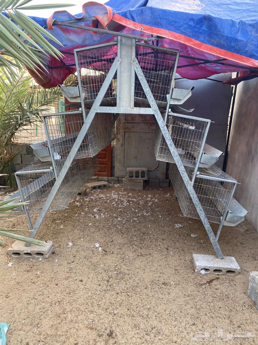 بطارية دجاج بياض63305035336577111