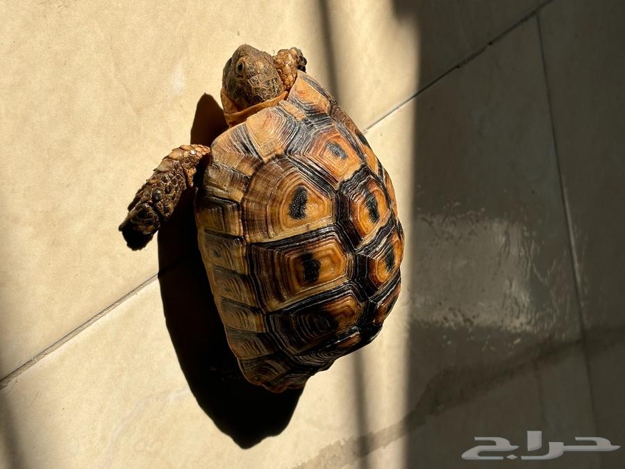Greek turtles63316737028481113