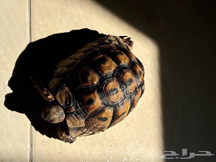 Greek turtles63316737028481114