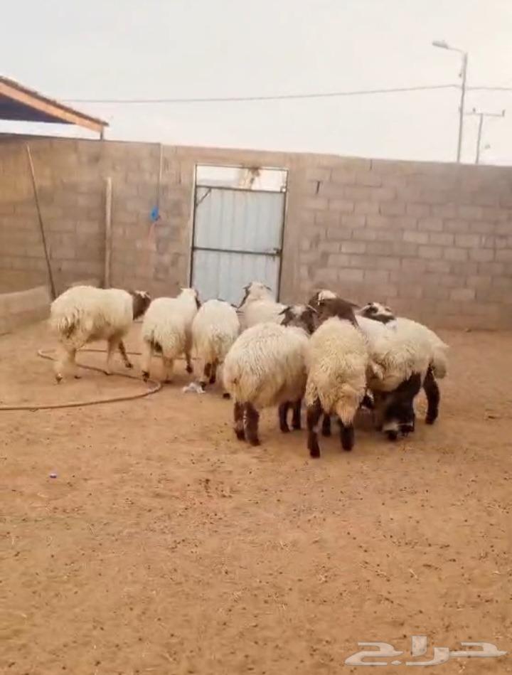 ذبايح حائل63310366310914114