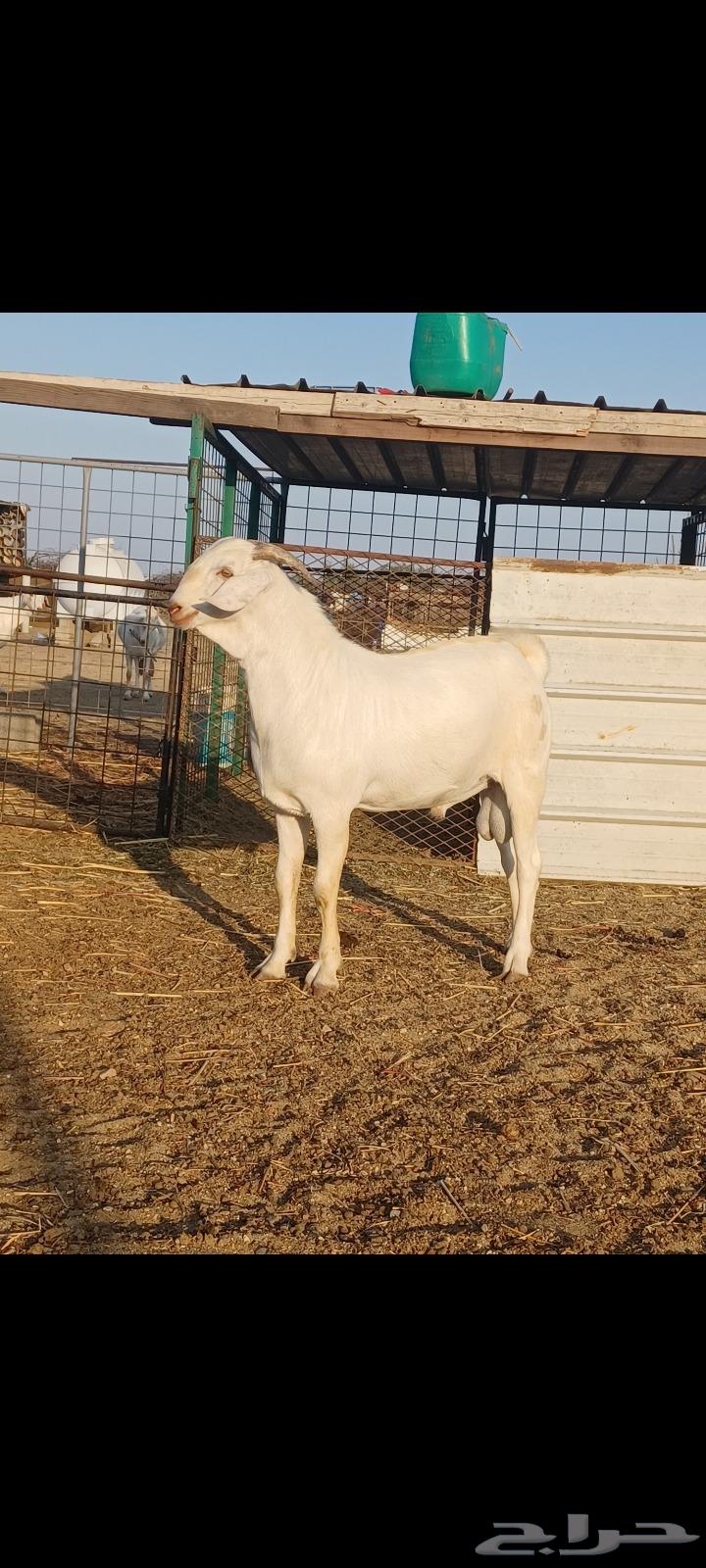 A project of a stallion mating with a lizard.63309539959554110
