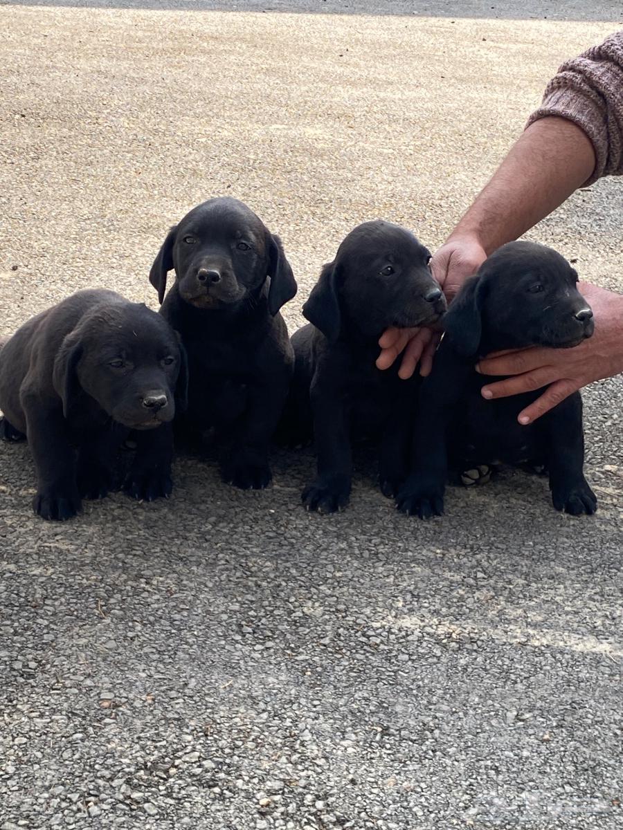 Labrador puppies63300277179650111