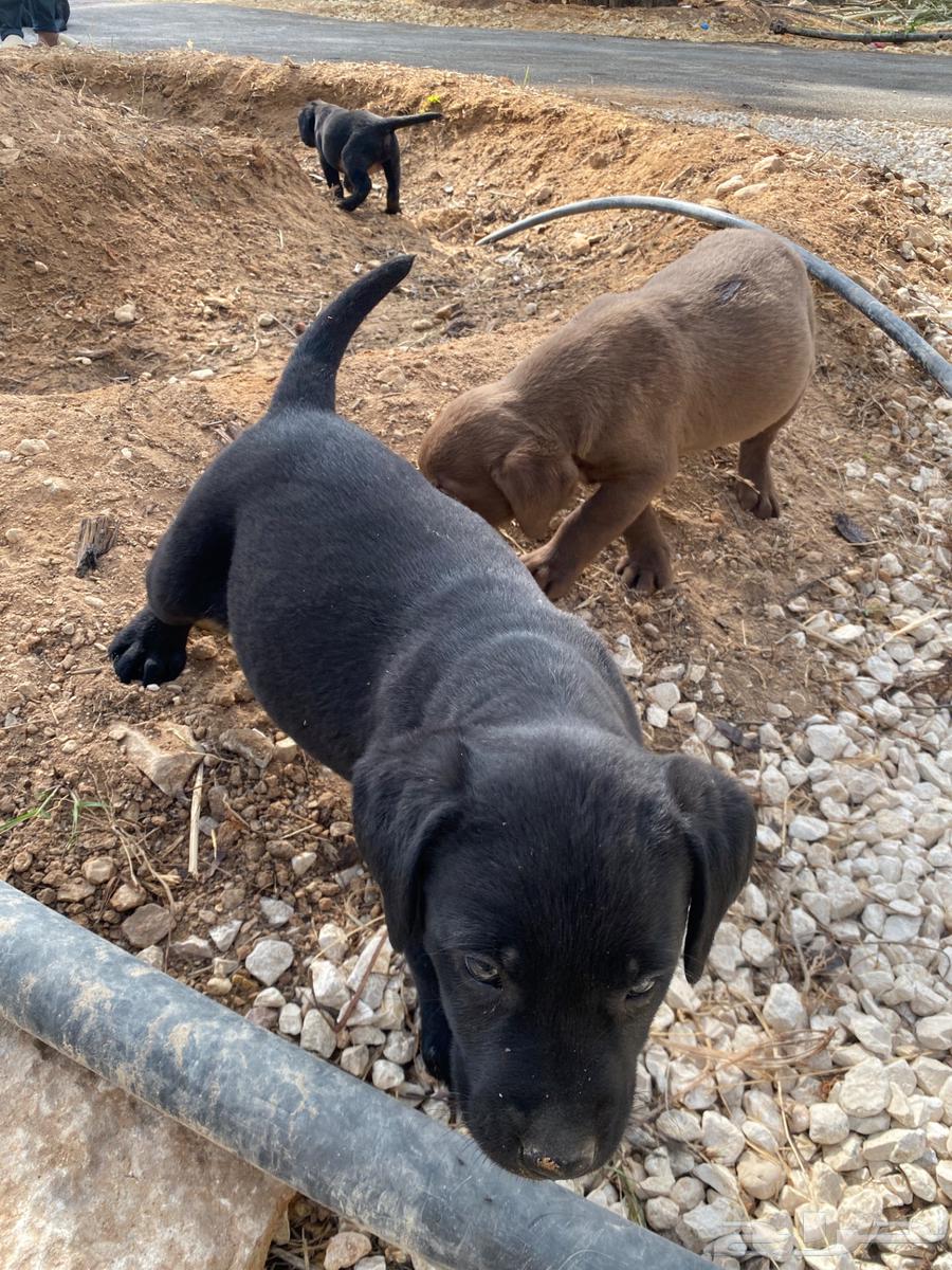 Labrador puppies63300277179650112
