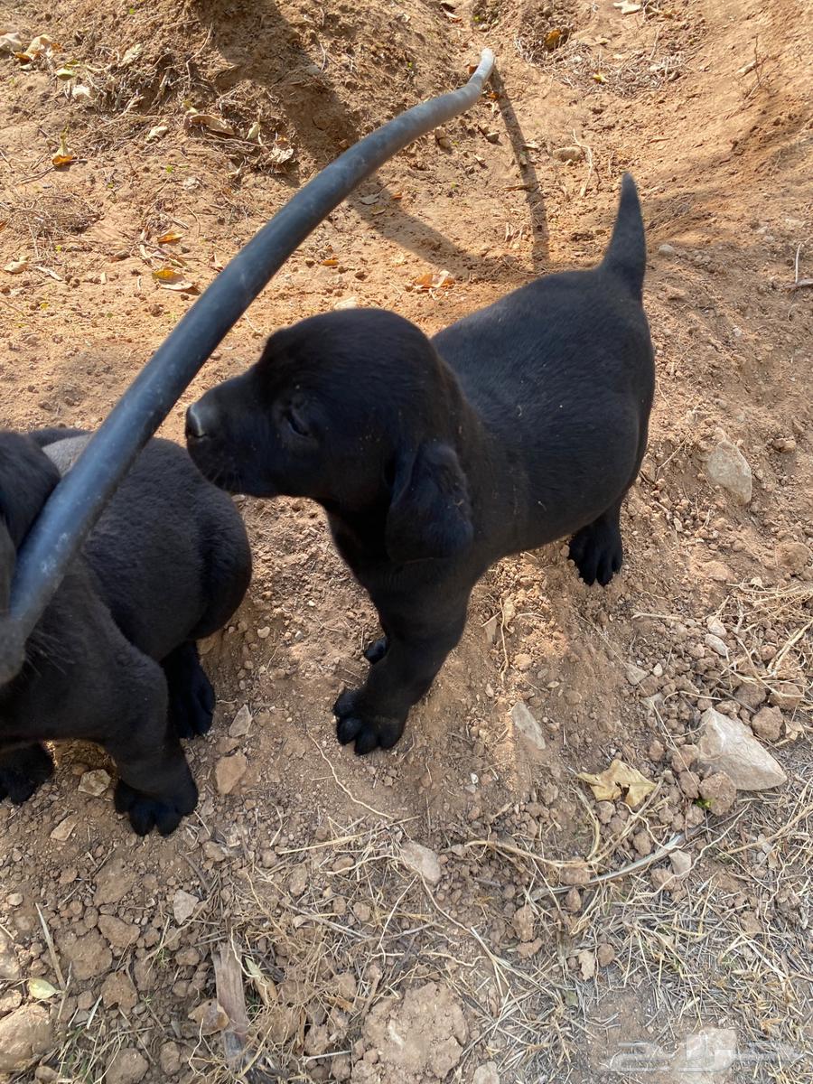 Labrador puppies63300277179650113