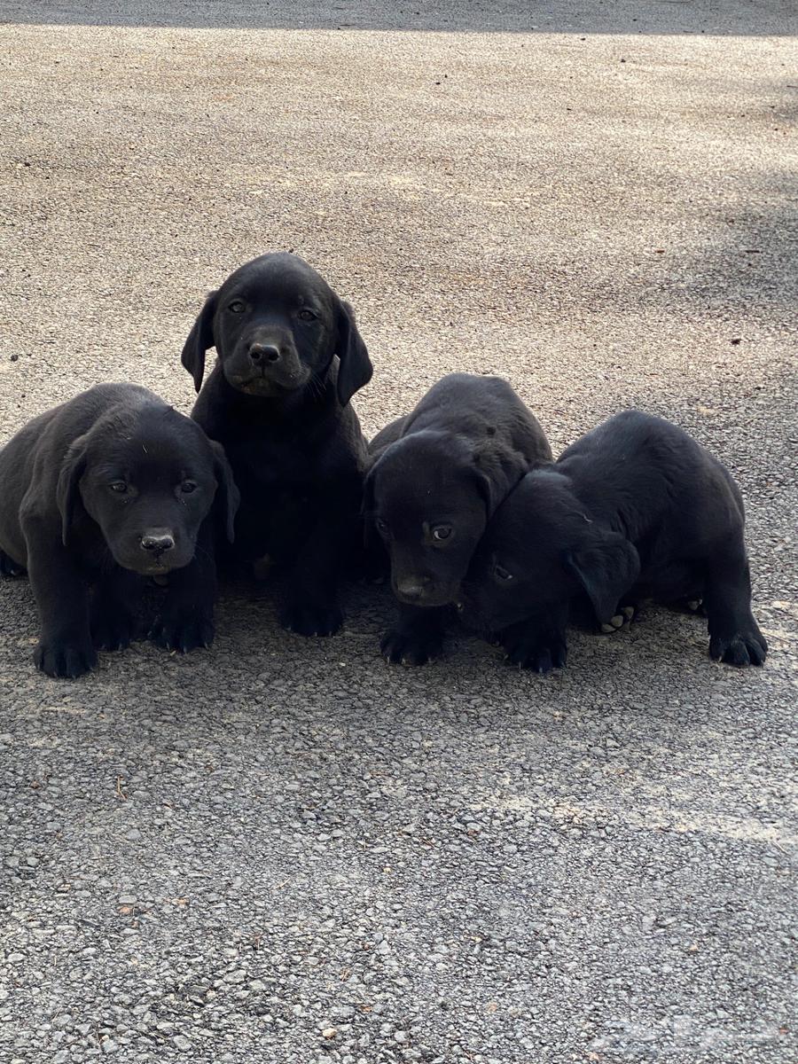 Labrador puppies63300277179650114