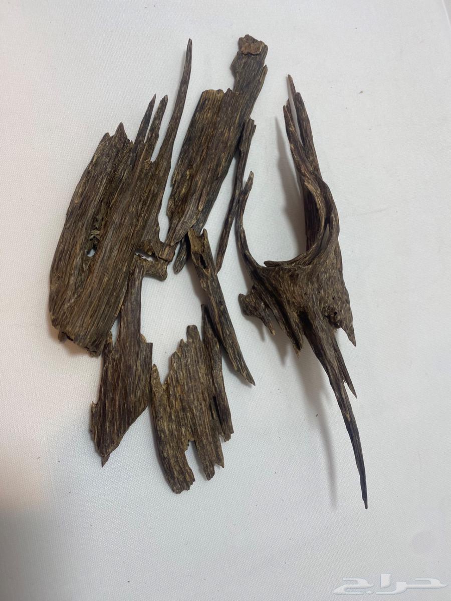 Indian Oud Double Superior63616163043843113