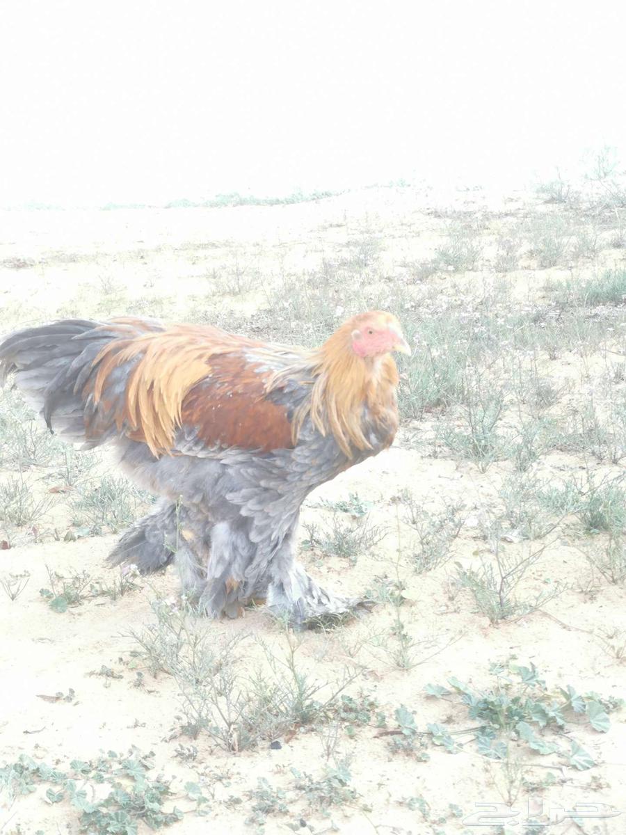 عدد 2 ديك براهما عمر تقريبا 7 شهور63297077647490112
