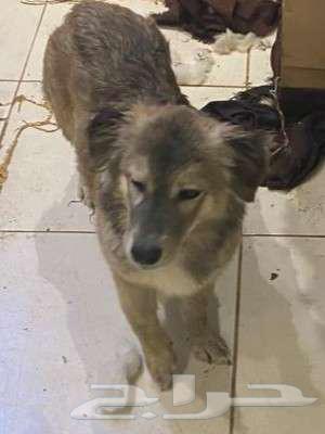Female Shetland Sheepdog for sale63295357205123111