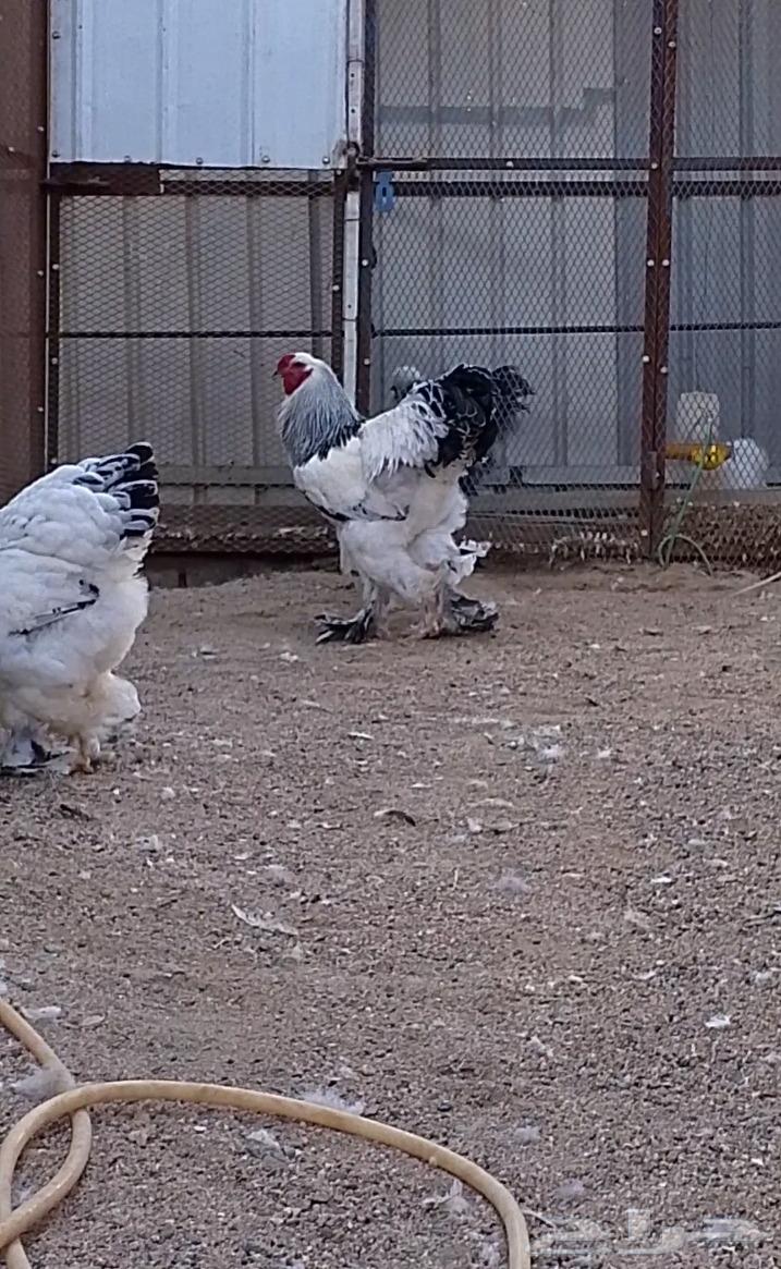 براهما كولمبي كونك فاااخر632922659553301126