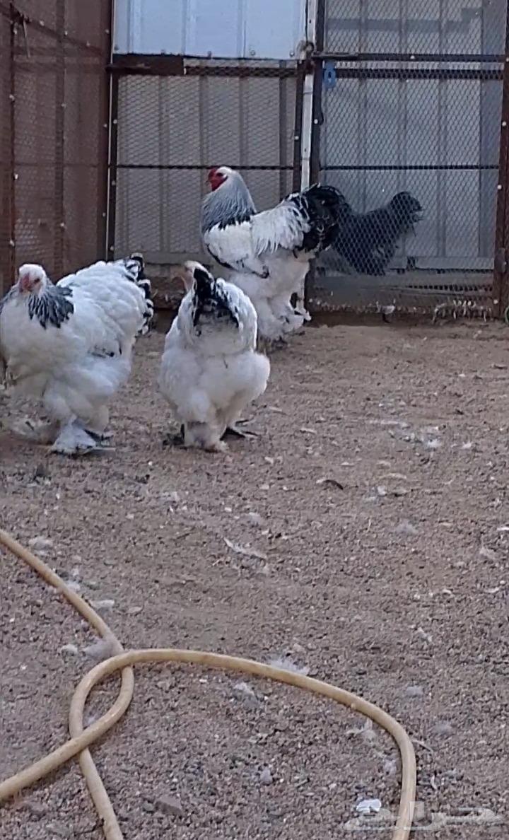 براهما كولمبي كونك فاااخر63292265955330111