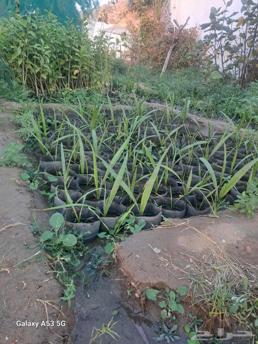 Washingtonia seedlings63291403440130112