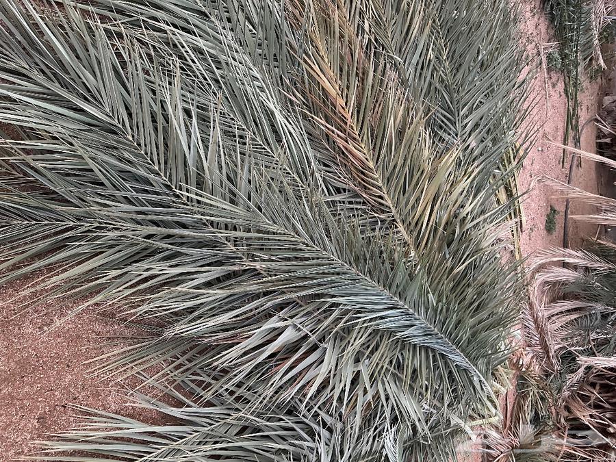 Palm fronds for sale632913979548171123