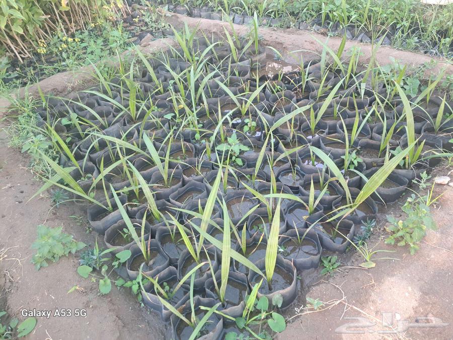 Washingtonia seedlings63291403440130111