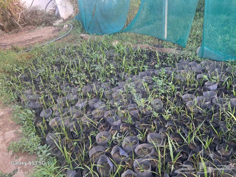 Washingtonia seedlings632914034401301122