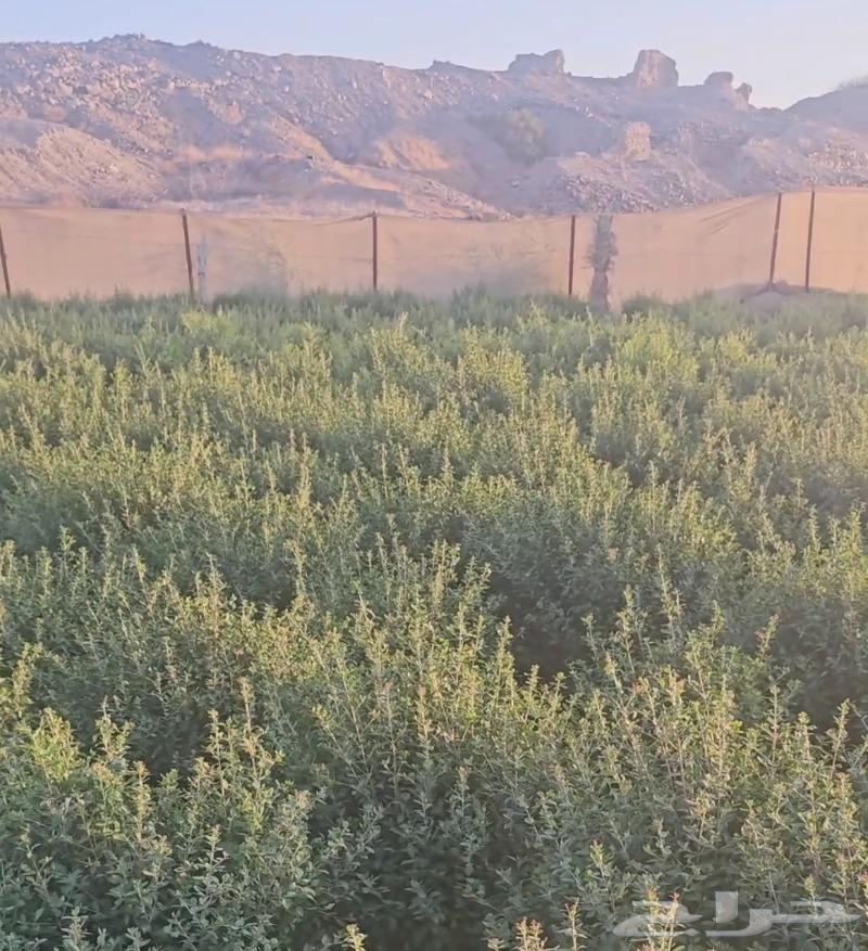 حناء و سدر مطحون63289976711297112