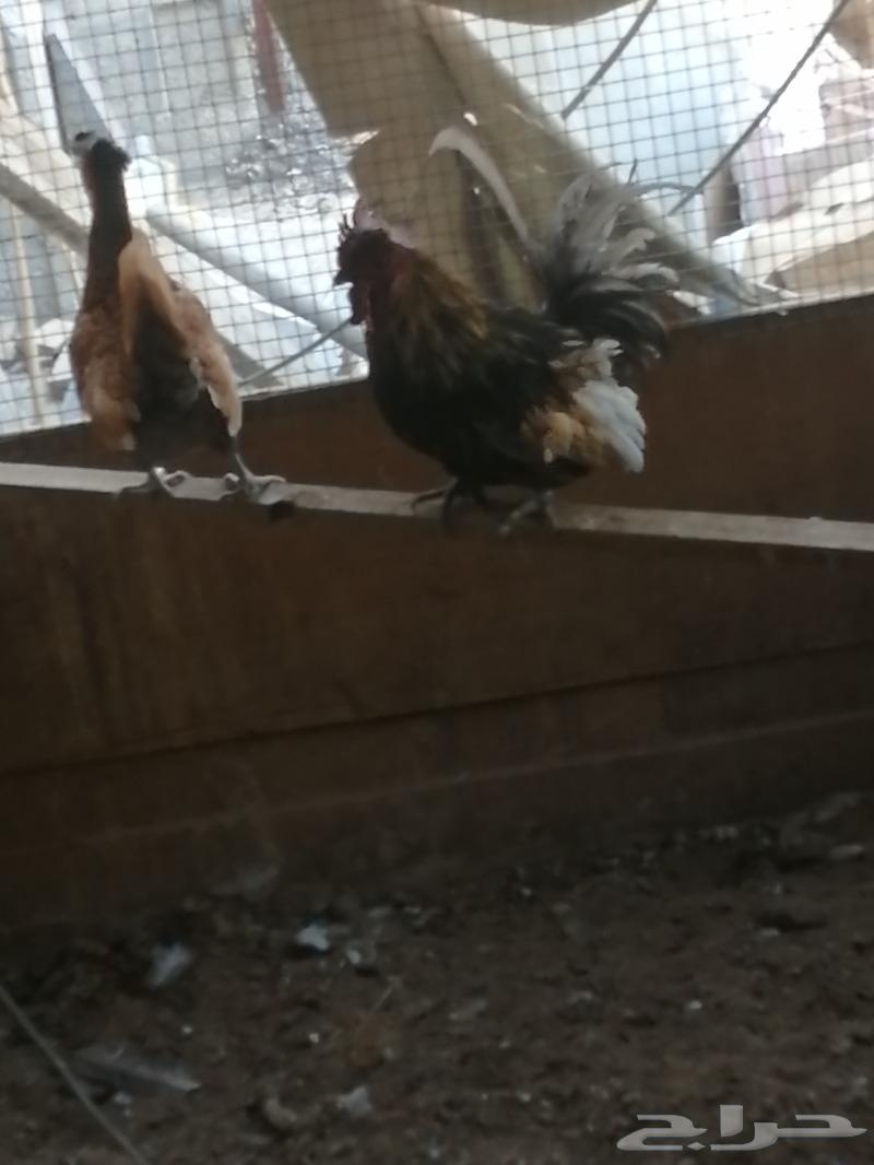 A hen with a rooster63290689651459111