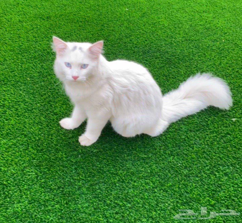 Shirazi cats for sale63290118526081110