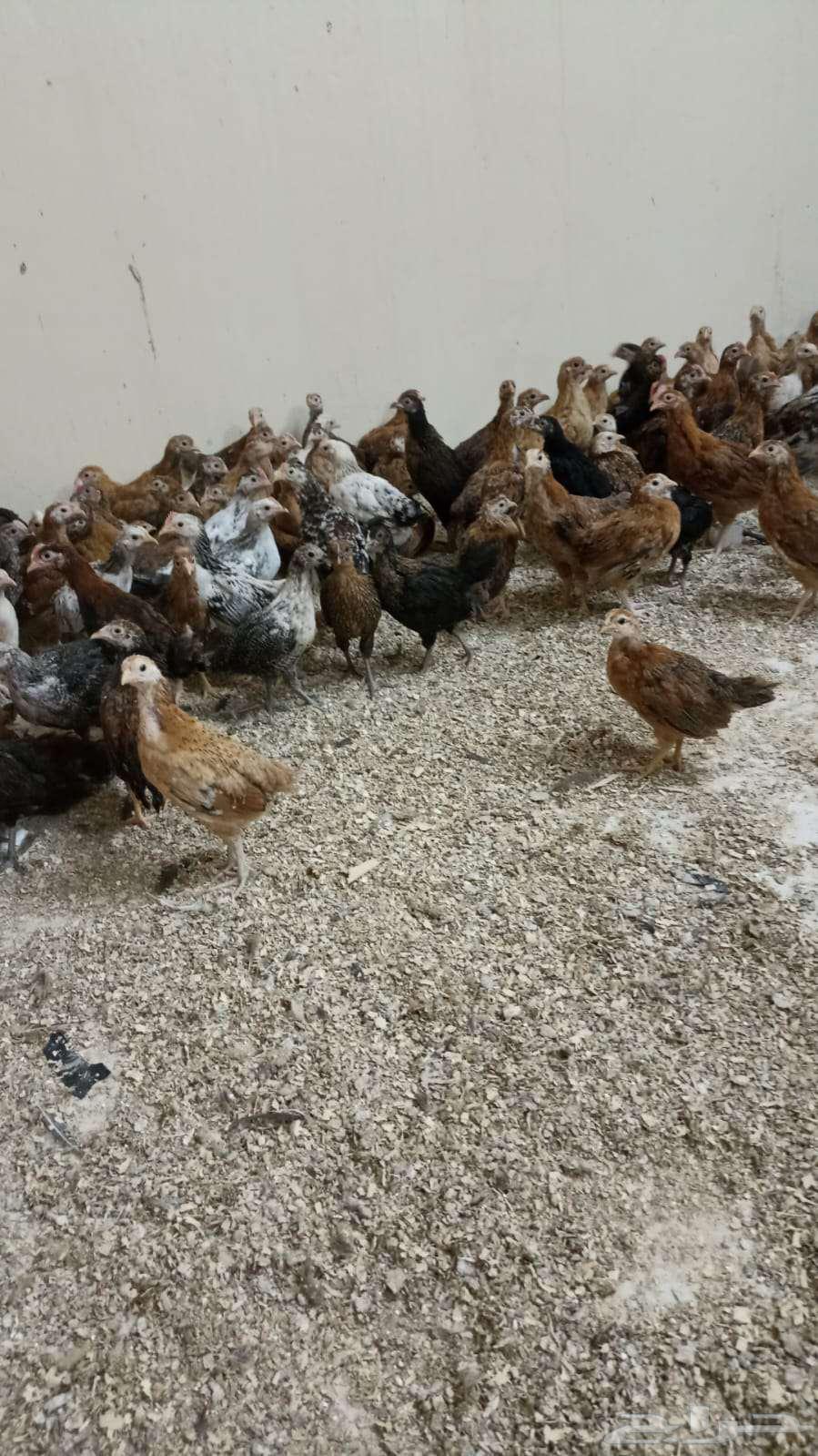 بارق632811223976981125