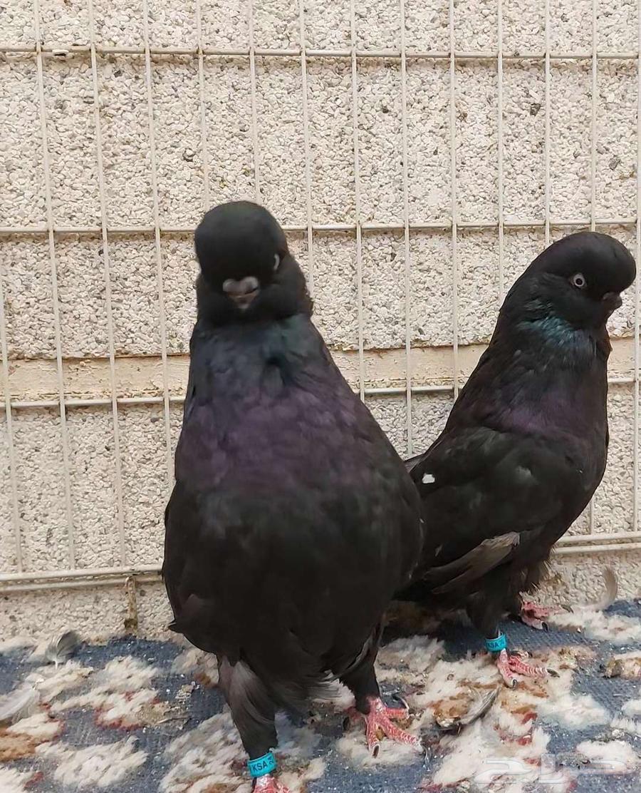 جوز لونق_فيس كلين .63279745402753113