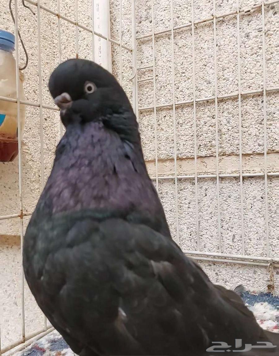 جوز لونق_فيس كلين .632797454027531110
