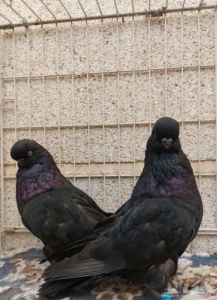 جوز لونق_فيس كلين .63279745402753112