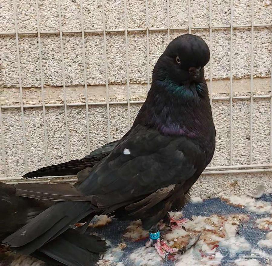 جوز لونق_فيس كلين .63279745402753111